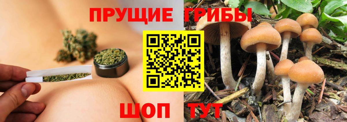 Галлюциногенные грибы Psilocybine cubensis  Псилоцибиновые грибы GOLDEN TEACHER  Лабинск  Вход с VPN 